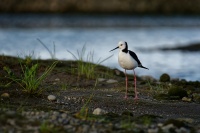 Pisila caponoha - Himantopus himantopus - Black-winged Stilt 4657